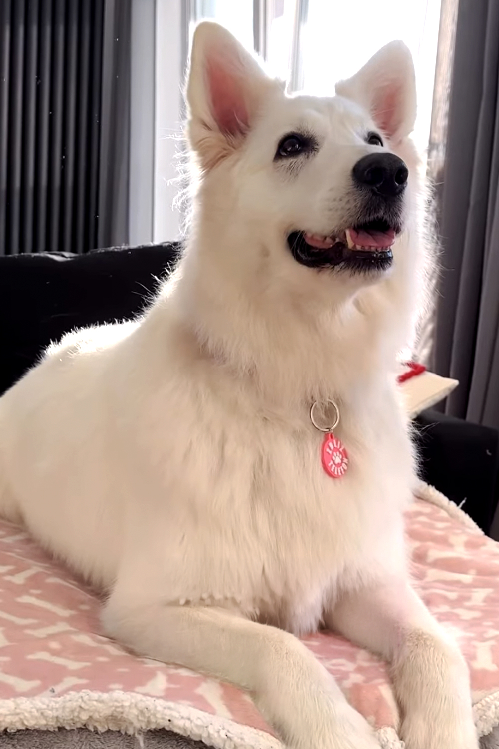 Pawcop pet