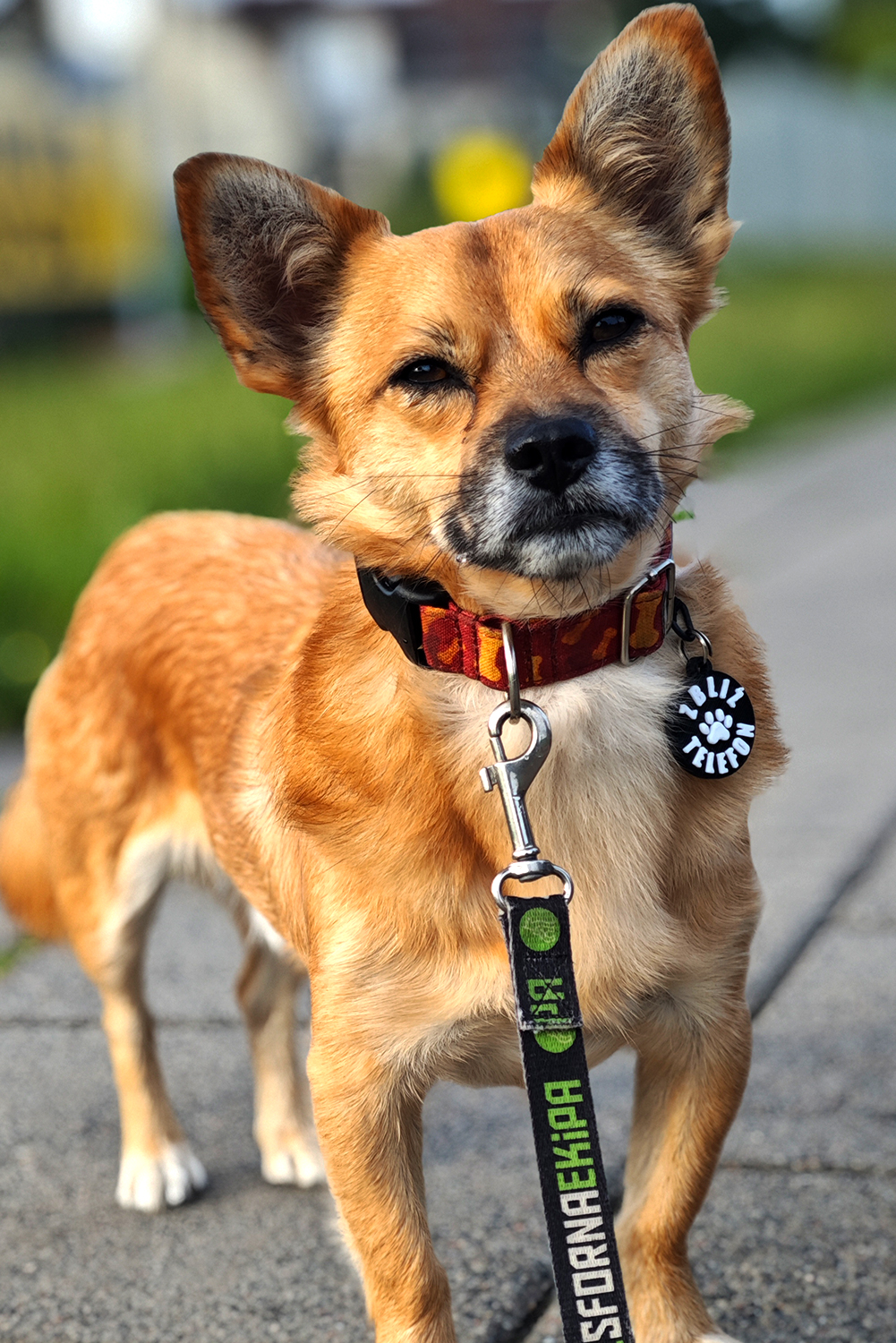 Pawcop pet