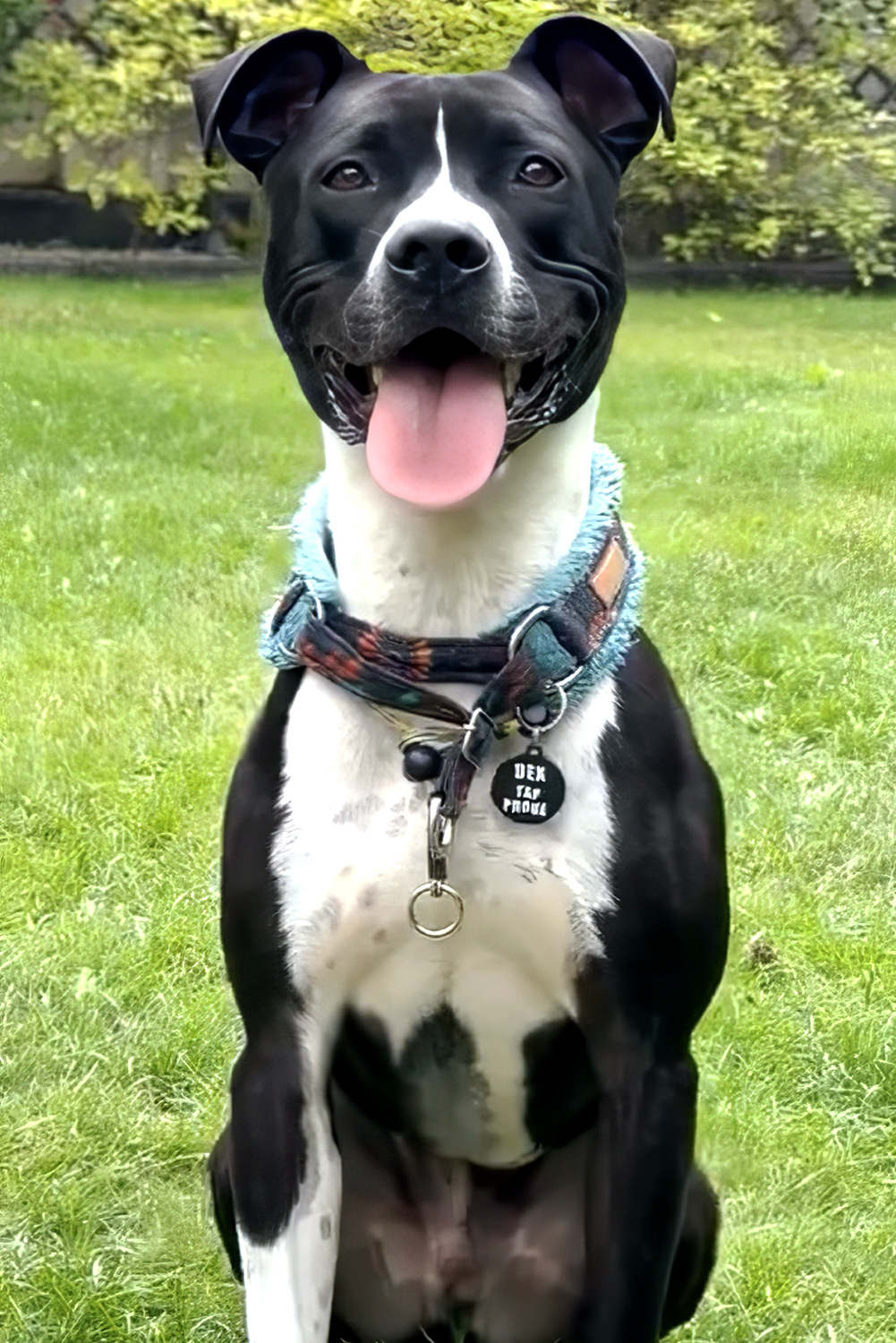 Pawcop pet