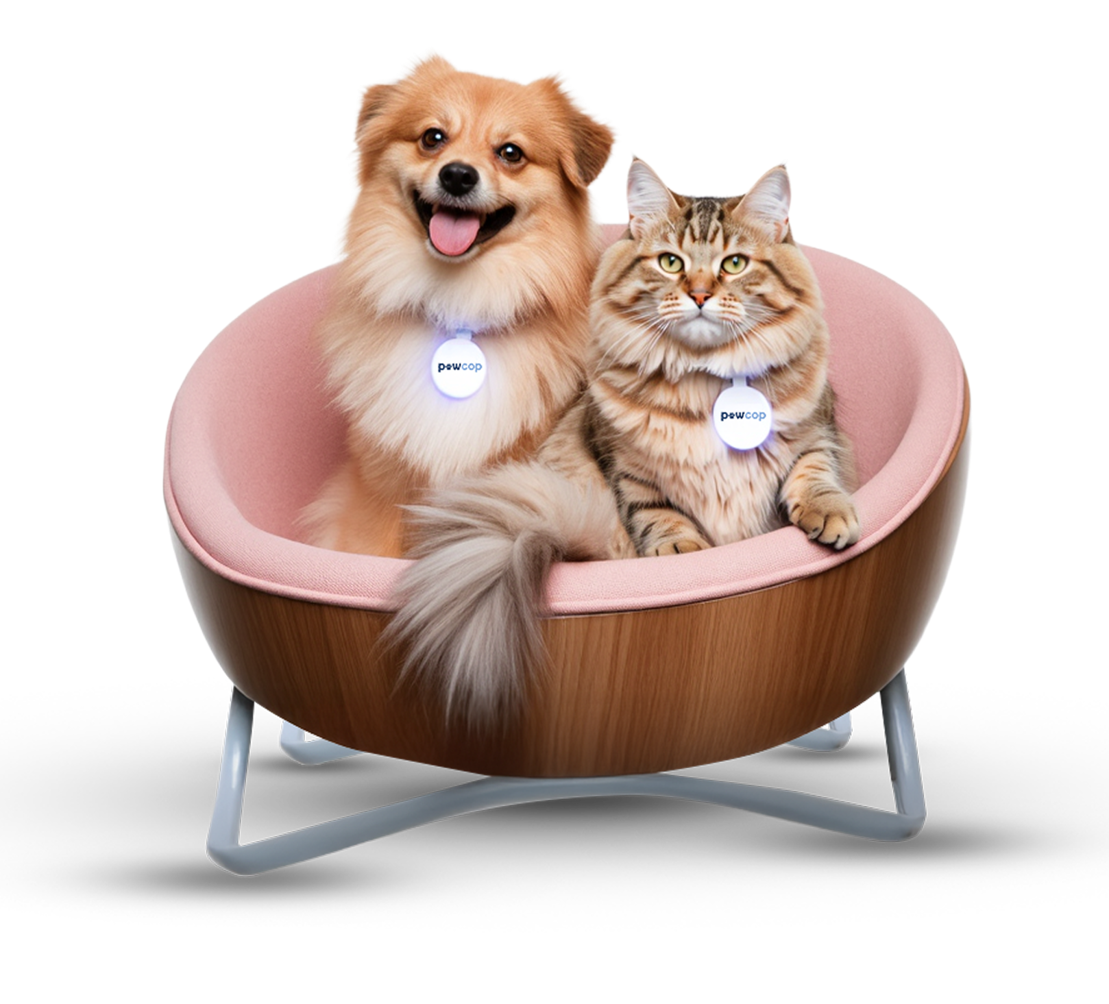 Dog and Cat